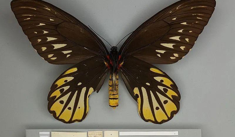 世界上最大的蝴蝶（亚历山大巨凤蝶是最大的蝴蝶吗）-第3张图片