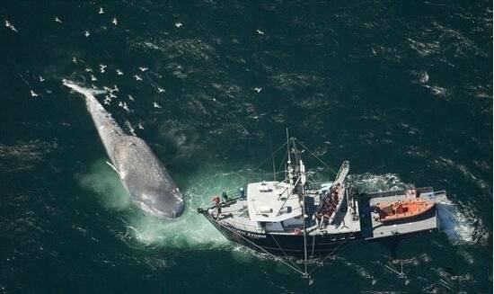 最大的鲸鱼！（地球上最大的鲸鱼！）-第1张图片