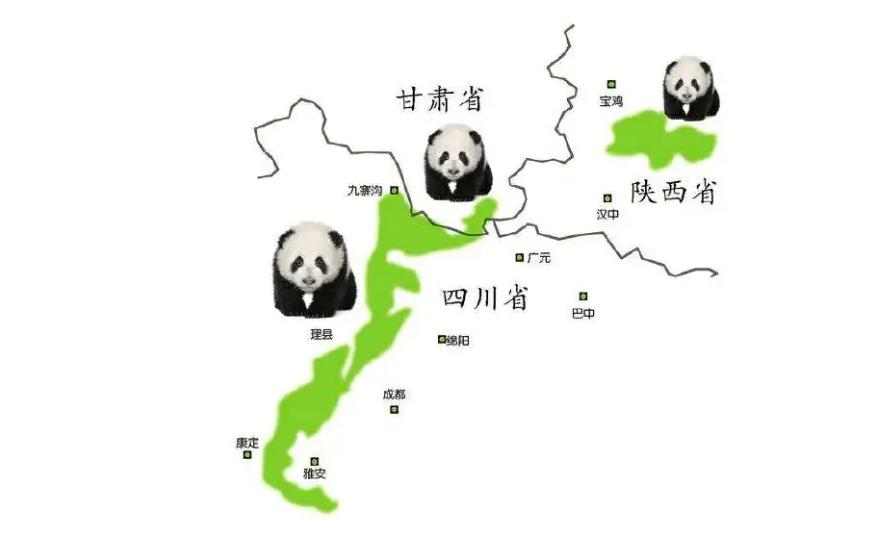 大熊猫生活在什么地方（为什么野生大熊猫只在中国有）-第11张图片