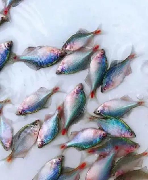 鳑鲏为什么没有河蚌不会繁殖（鳑鲏没河蚌能找代替品繁殖吗）-第3张图片