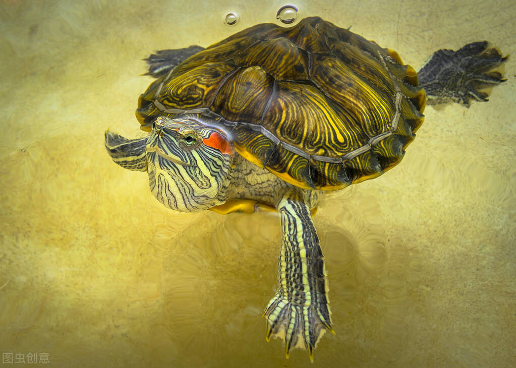 巴西红耳龟的简介（巴西红耳龟在我国属于入侵物种吗）-第3张图片