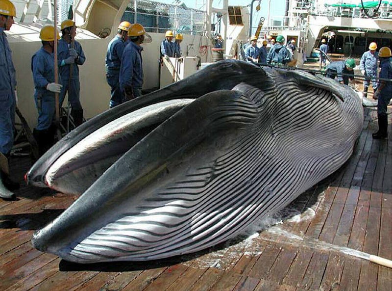 蓝鲸有多大有多重（地球上有史以来最大的生物是什么）-第16张图片