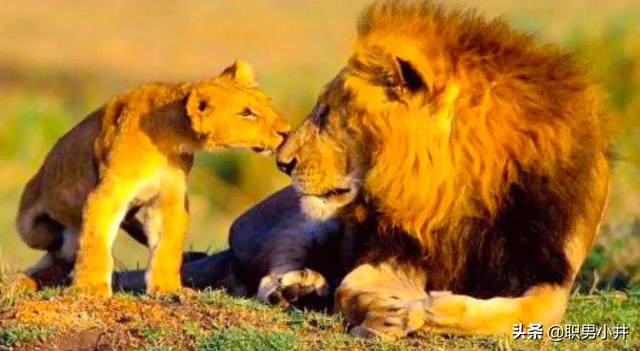 雄狮如何对待自己女儿（狮群中狮王如何处理与女儿关系）-第5张图片