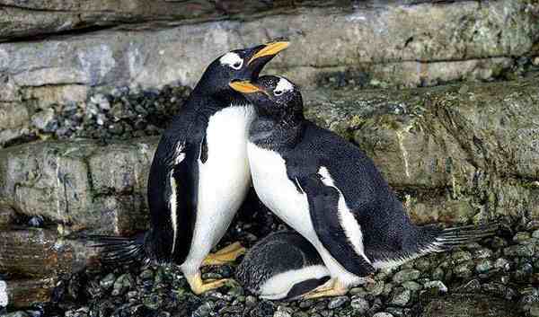 同性恋公企鹅时隔一年再偷蛋-企鹅同性恋概率-第1张图片