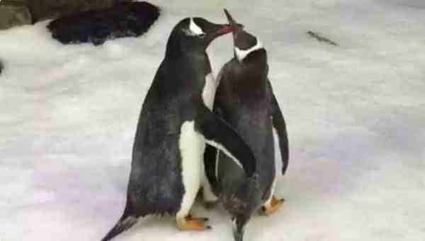 同性恋公企鹅时隔一年再偷蛋-企鹅同性恋概率-第2张图片