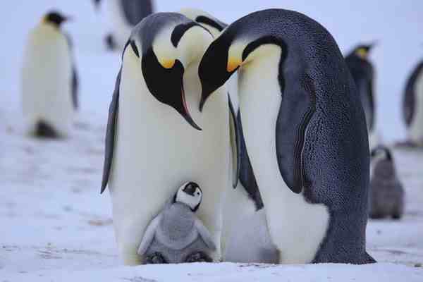 同性恋公企鹅时隔一年再偷蛋-企鹅同性恋概率-第3张图片