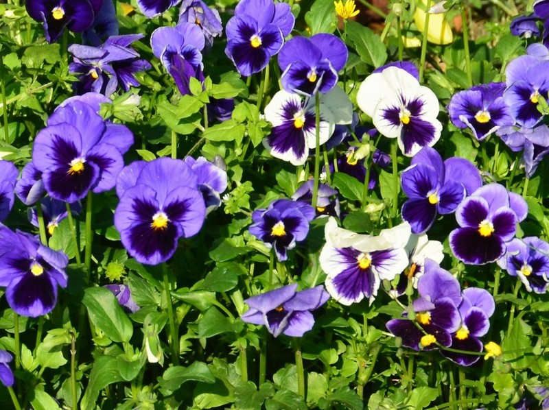 常见紫色的花有哪些（紫色花朵的花名都叫什么名字）-第23张图片