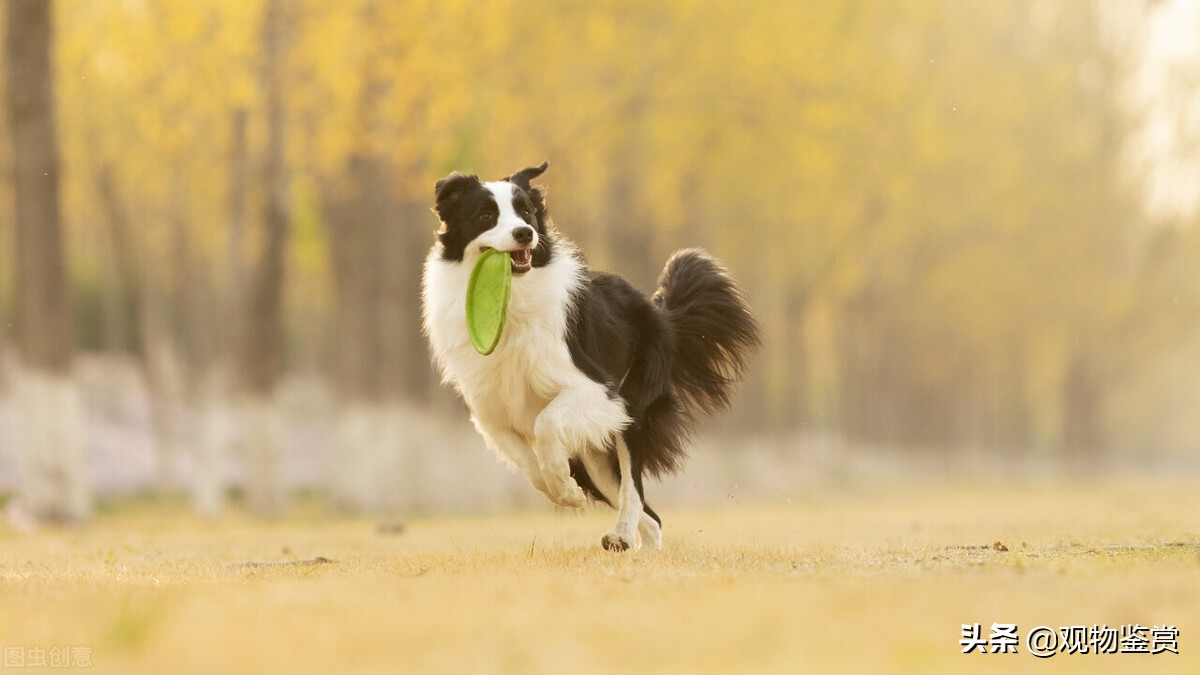 边牧是中型犬还是大型犬（边牧的食量受到什么因素的影响）-第1张图片