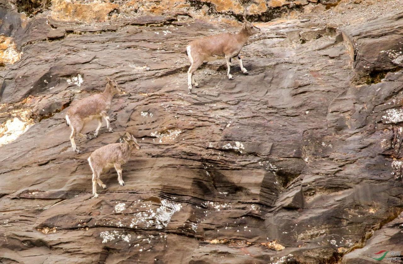 为什么青藏高原上的羊能在垂直悬崖上跳跃奔跑-第13张图片