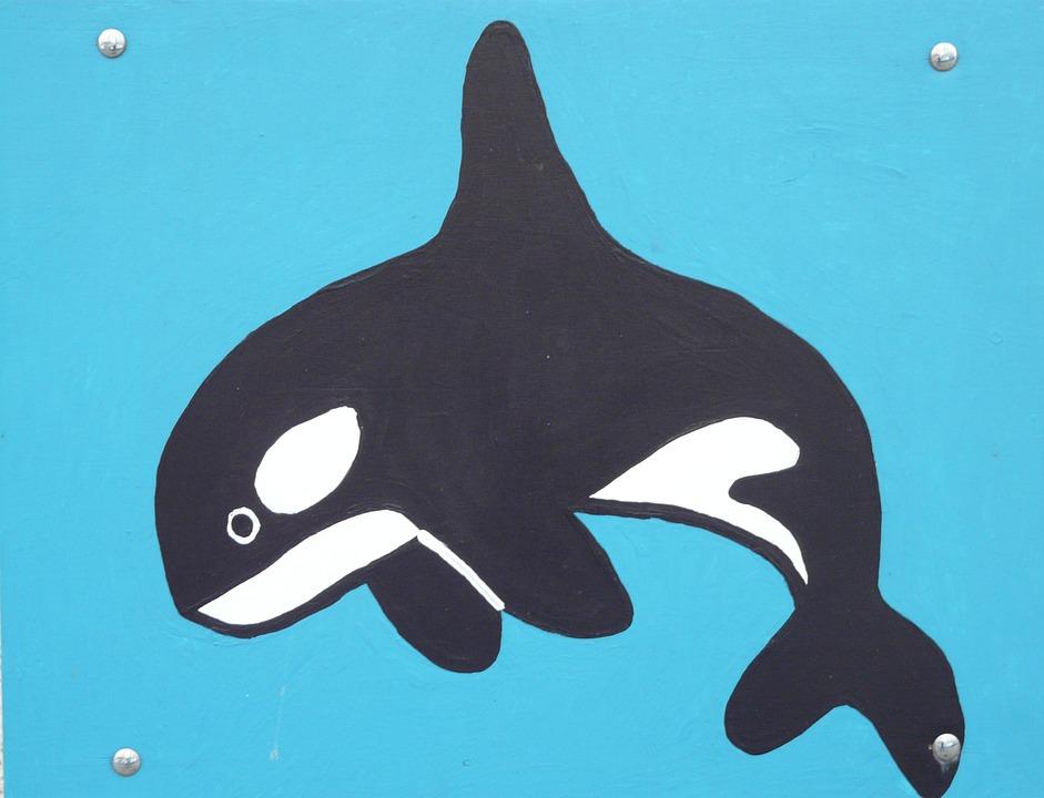 鲸鱼是什么动物,鲸鱼动物百科-第15张图片