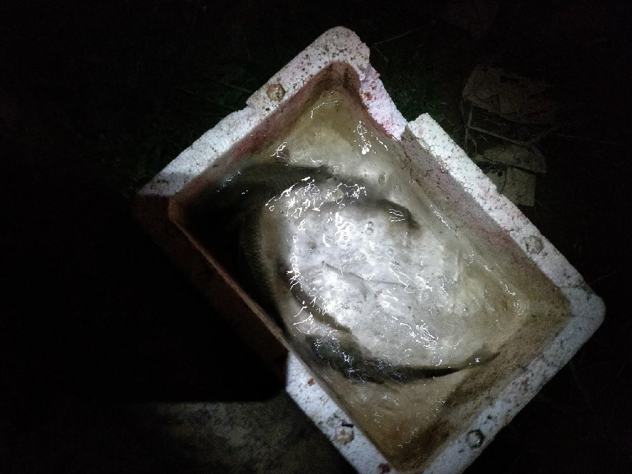 如何野钓鲫鱼(钓鲫鱼秘诀)-第17张图片 如何野钓鲫鱼(钓鲫鱼秘诀)-第17张图片