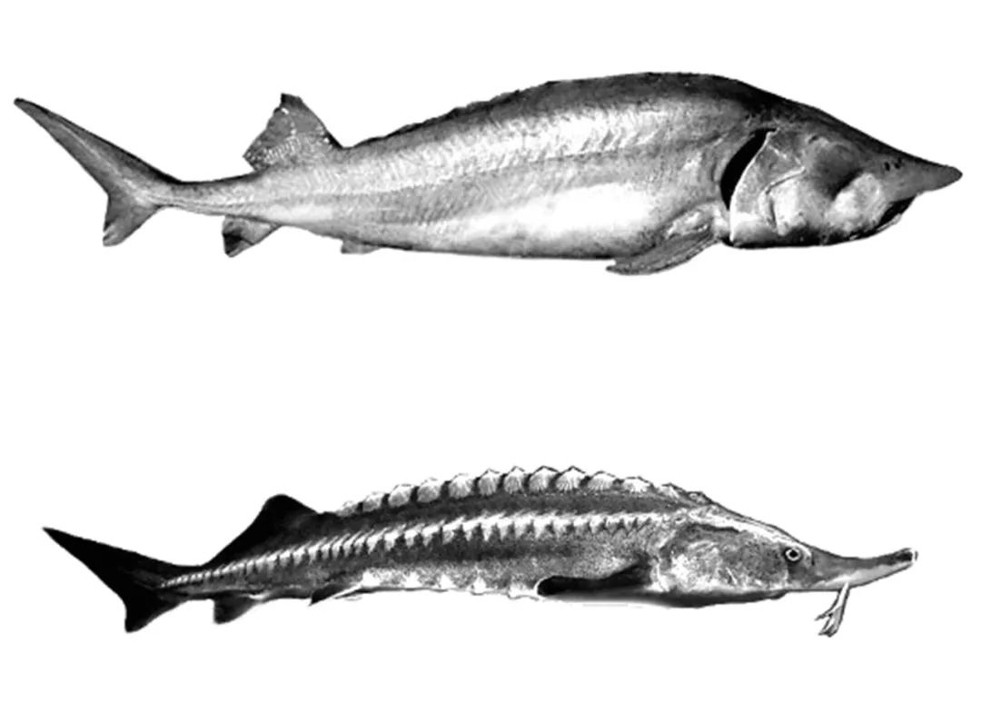最大的淡水鱼有哪几种（世界上最大的5种淡水鱼是什么）-第10张图片