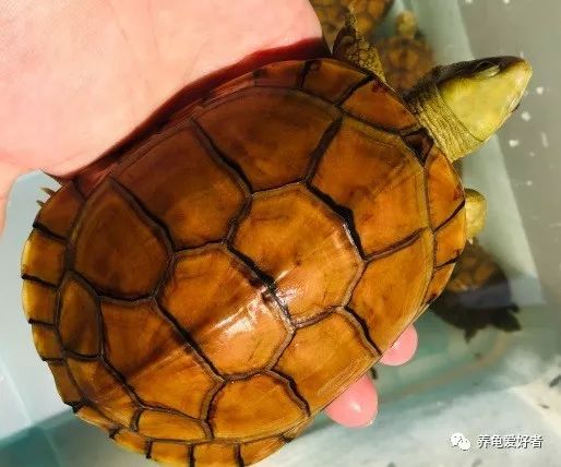 宠物乌龟认主人吗（乌龟到底能不能记住自己的主人）-第2张图片