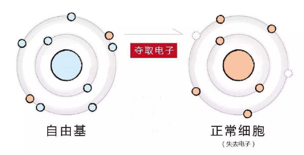 人为什么会老而不能长生不老（人类会衰老的三个原因）-第10张图片