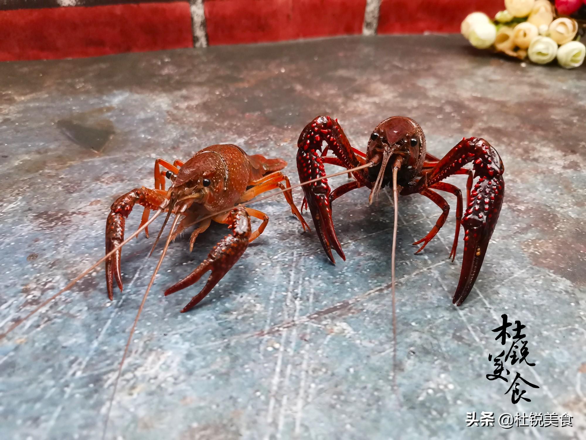 龙虾红的贵还是青的贵（青色龙虾和红色龙虾的区别）-第5张图片