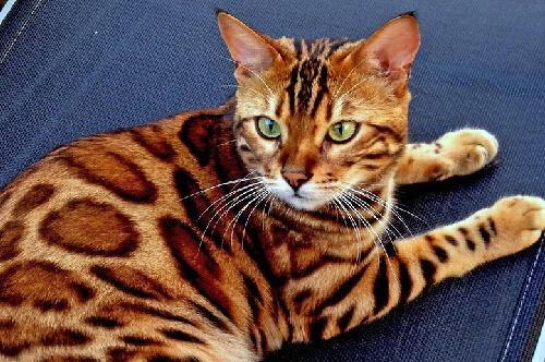 全球十大名贵猫排名榜-第14张图片 全球十大名贵猫排名榜-第14张图片