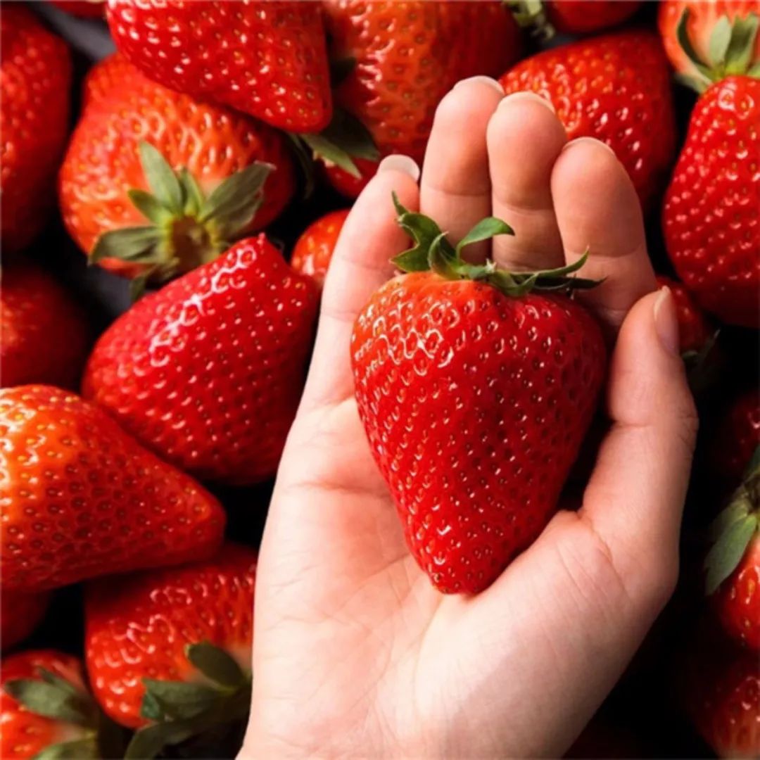 丹东草莓几月份最好吃（丹东的草莓哪个季节最甜最便宜）-第1张图片