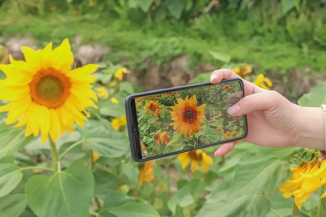 向日葵花海(泉州的向日葵花海好玩吗？值得一去吗？位置在哪里)-第23张图片