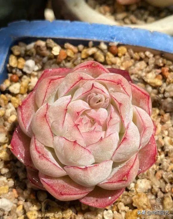 多肉植物怎么养(多肉植物10大养护技巧)-第4张图片 多肉植物怎么养(多肉植物10大养护技巧)-第4张图片
