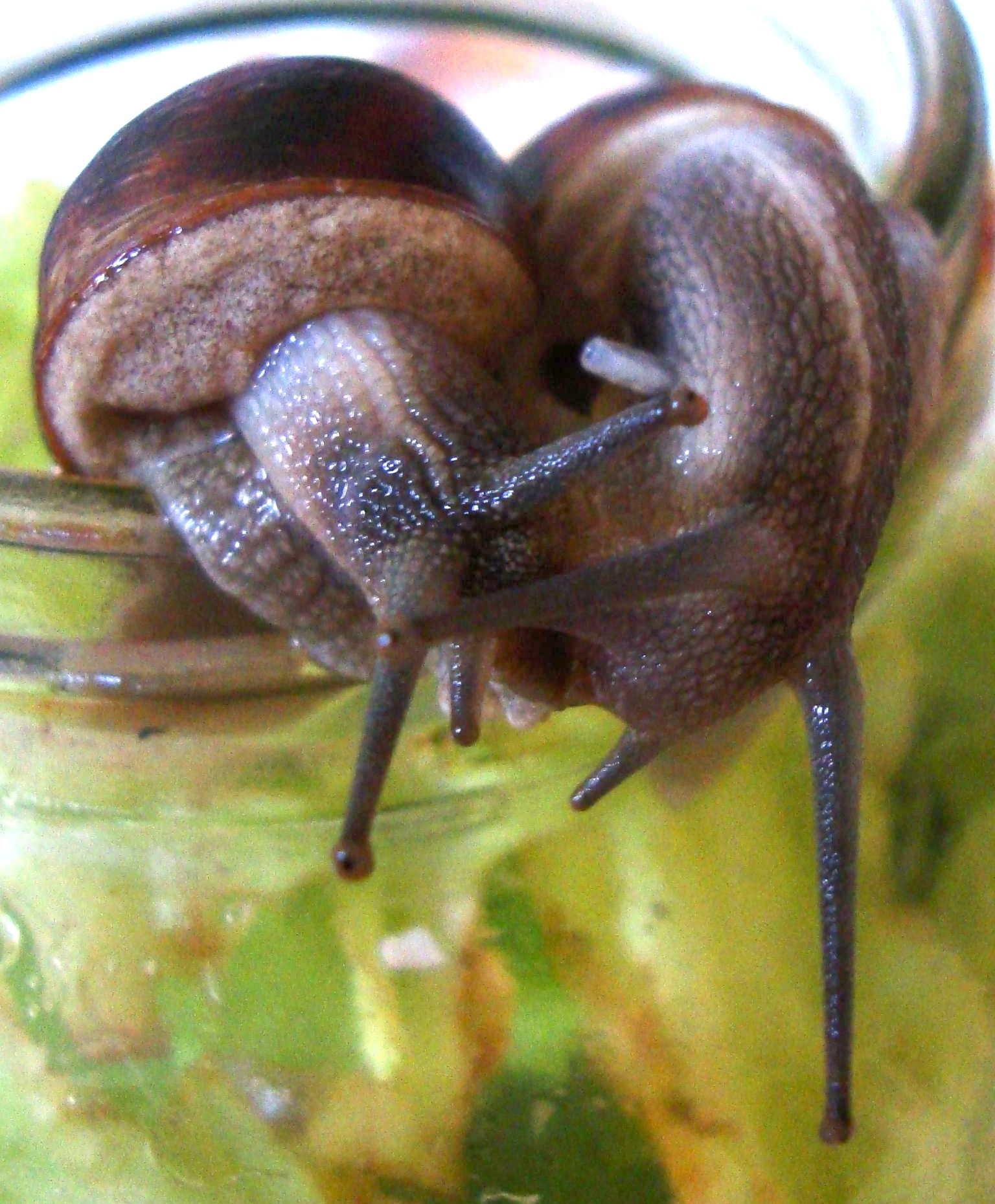 非洲大蜗牛可以吃吗（非洲的大蜗牛到底能不能食用）-第5张图片