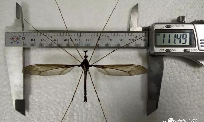 世界上最大的蚊子图片（最可怕蚊子有多大，吃人变异吗）-第3张图片