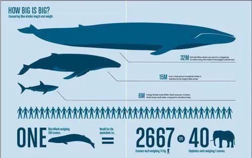 蓝鲸有多大(15米长蓝鲸误入繁殖地，被虎鲸分食，体型相差巨大为何被猎杀)-第5张图片
