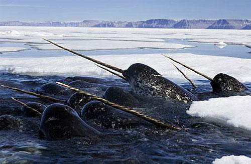 鲸鱼是什么动物,鲸鱼动物百科-第18张图片