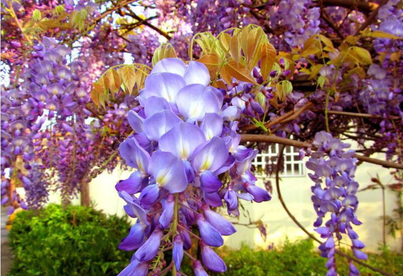 常见紫色的花有哪些（紫色花朵的花名都叫什么名字）-第5张图片