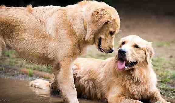 狗子连喊带比划叫小伙伴出去玩-狗子之间的比划交流笑掉头-第2张图片