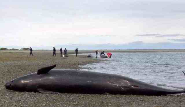 上百头鲸鱼在斯里兰卡搁浅-鲸鱼搁浅会死吗-第1张图片