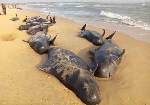 上百头鲸鱼在斯里兰卡搁浅-鲸鱼搁浅会死吗-第2张图片