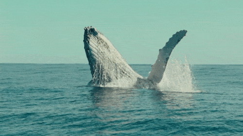 上百头鲸鱼在斯里兰卡搁浅-鲸鱼搁浅会死吗-第3张图片