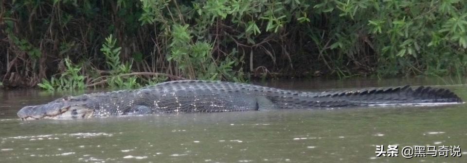 亚马逊河十大恐怖生物（亚马逊热带雨林区的特有生物）-第23张图片