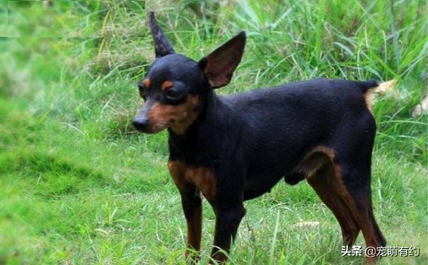 小鹿犬智商排名第几（小鹿犬的智商有多高怎么饲养）-第4张图片