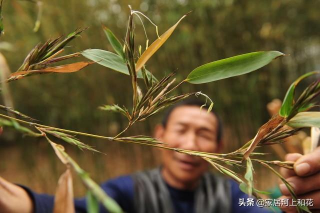 为什么说竹子开花赶紧搬家（竹子开花马上搬家什么意思）-第8张图片