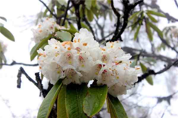 格桑花是什么花（究竟什么是格桑花？）-第3张图片