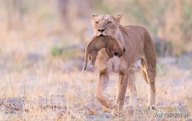 雄狮如何对待自己女儿（狮群中狮王如何处理与女儿关系）-第10张图片