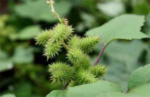 植物是怎样传播种子的（举例植物怎么传播种）-第1张图片