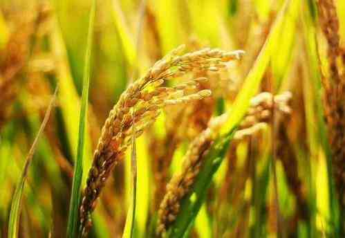 袁隆平团队双季稻亩产超过3000斤-袁隆平团队双季稻产量再创新高-第1张图片