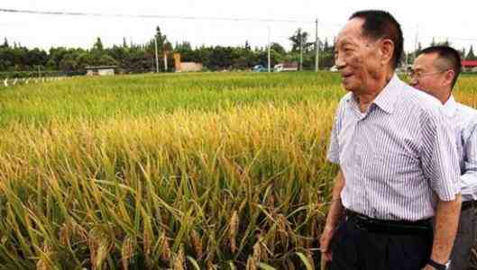 袁隆平团队双季稻亩产超过3000斤-袁隆平团队双季稻产量再创新高-第2张图片