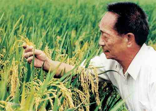 袁隆平团队双季稻亩产超过3000斤-袁隆平团队双季稻产量再创新高-第3张图片