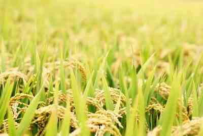 袁隆平团队双季稻亩产超过3000斤-袁隆平团队冲击双季稻亩产记录成功-第3张图片