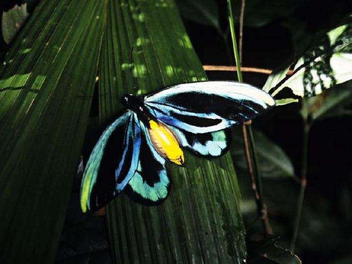 蝴蝶是昆虫吗（关于蝴蝶属于什么科目动物的知识介绍）-第6张图片