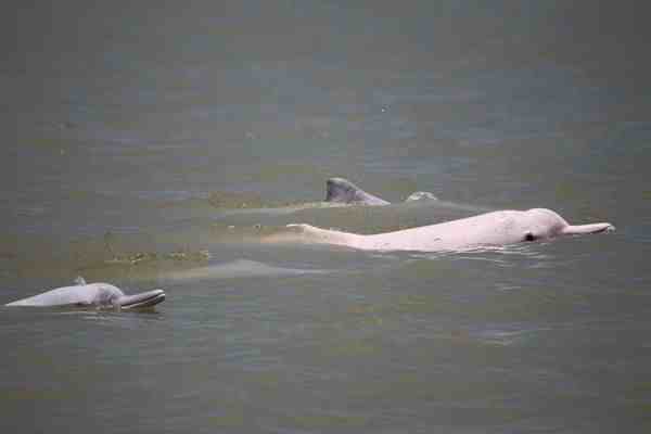 中华白海豚浪漫求偶画面-中华白海豚的主要特征是什么-第3张图片