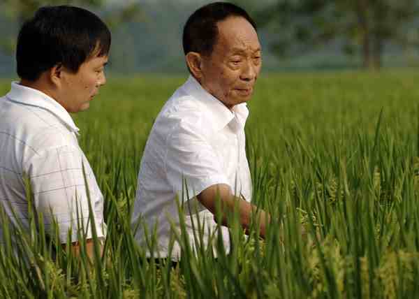 袁隆平团队双季稻亩产超过3000斤-袁隆平团队冲击记录-第3张图片