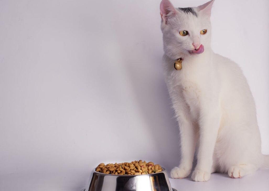 冻干拌猫粮对猫咪的危害（猫粮和冻干拌一起会不会有危害）-第2张图片