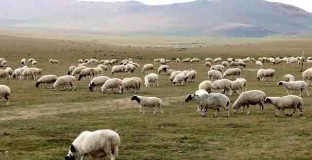 接首批1.2万只捐赠羊车队从武汉出发-蒙古国为什么要捐赠羊-第1张图片