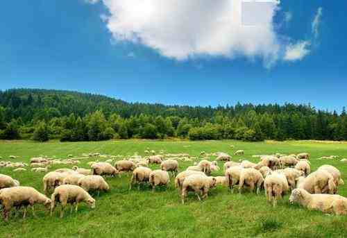 接首批1.2万只捐赠羊车队从武汉出发-蒙古国为什么要捐赠羊-第3张图片