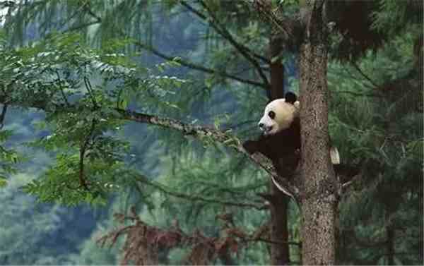 四川大熊猫在哪里（为什么大熊猫的故乡在四川）-第2张图片
