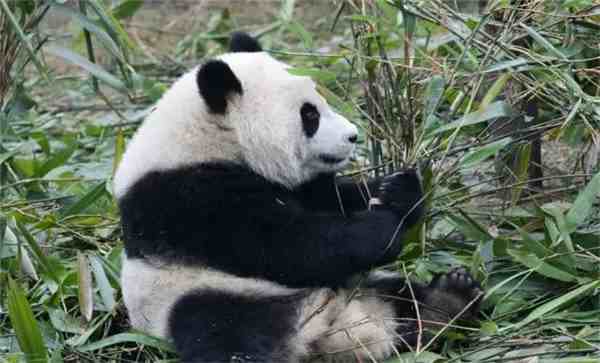 四川大熊猫在哪里（为什么大熊猫的故乡在四川）-第3张图片